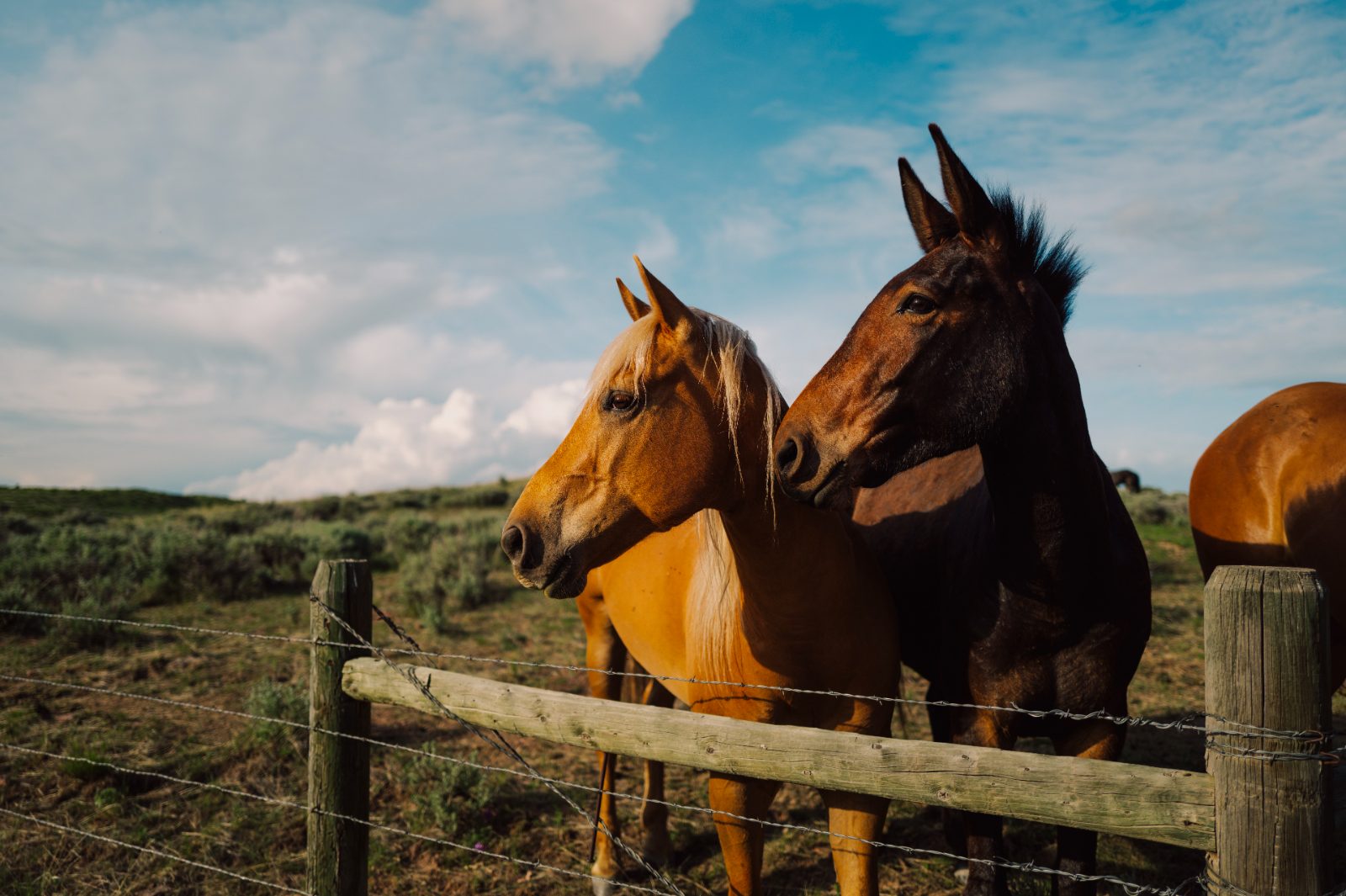 Two horses standing together in open pasture