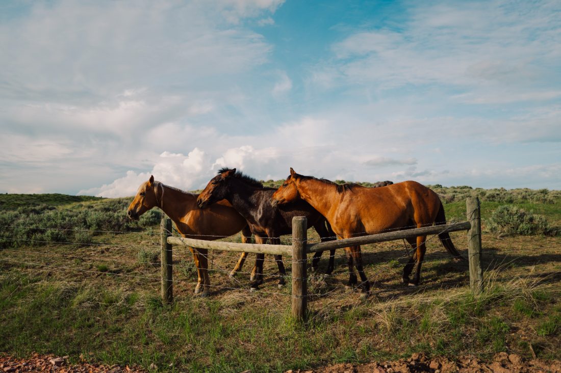 Three horses grazing on a golden slope