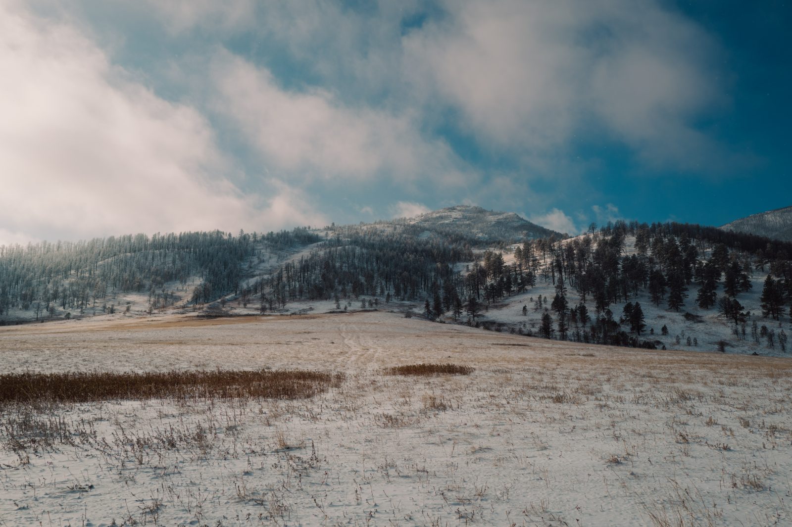 A frozen meadow holding morning frost