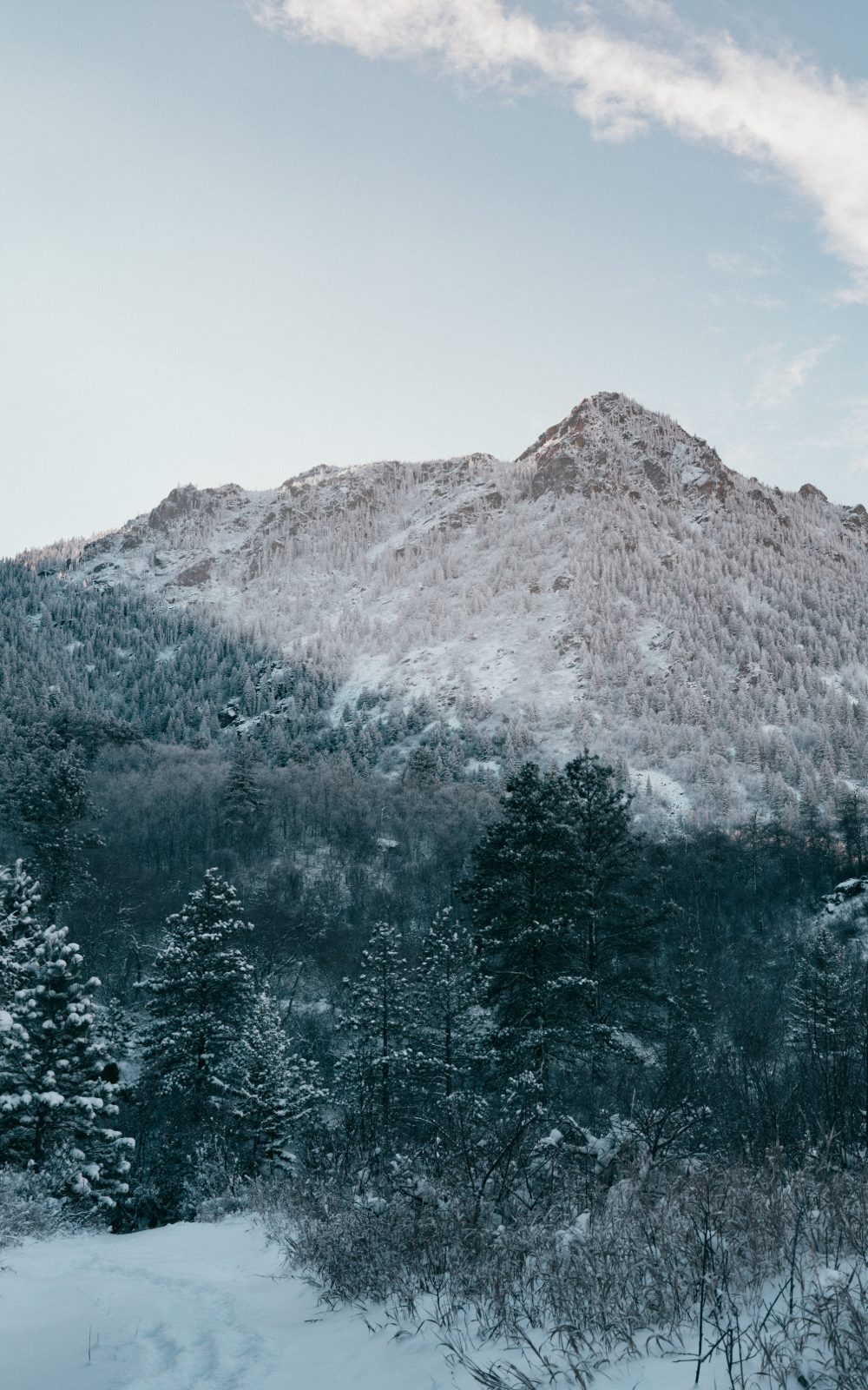 A snow-covered peak above dark timber